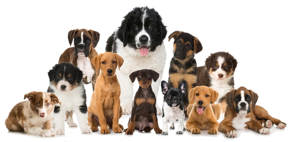Race de chien